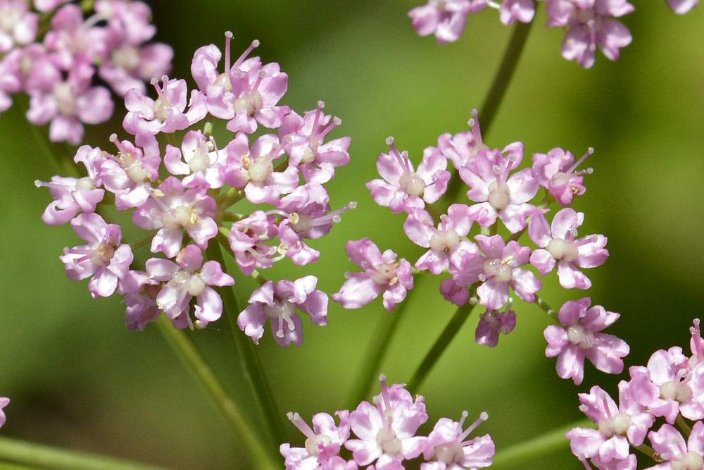 Pimpinella major (Apiaceae)